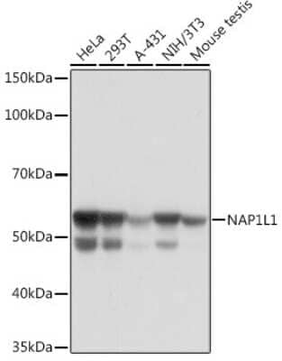 Western Blot: NAP1L1 Antibody (4W8B6) [NBP3-16633]