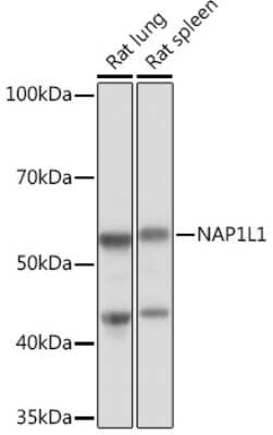 Western Blot: NAP1L1 Antibody (4W8B6) [NBP3-16633]