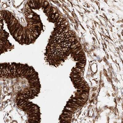 Immunohistochemistry-Paraffin: NAP1L1 Antibody [NBP1-81162]