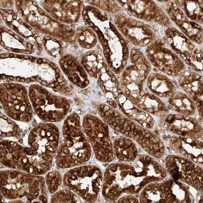 Immunohistochemistry-Paraffin: NAP1L1 Antibody [NBP1-81162]