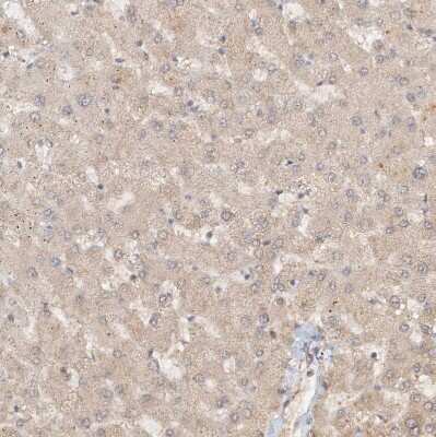 Immunohistochemistry-Paraffin: NAP1L1 Antibody [NBP1-81162]