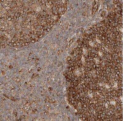 Immunohistochemistry-Paraffin: NAP1L1 Antibody [NBP1-81162]