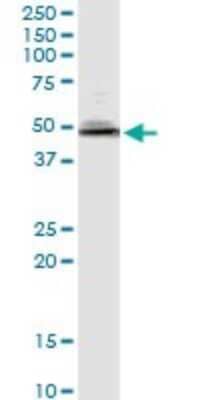 Western Blot: NAP1L1 Antibody [H00004673-B02P]