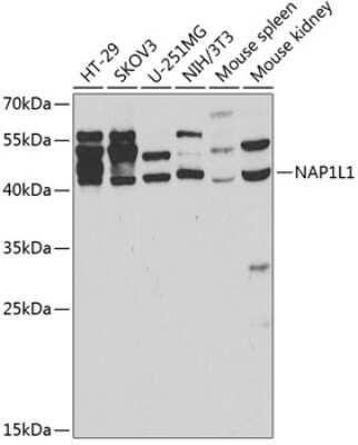 Western Blot: NAP1L1 AntibodyAzide and BSA Free [NBP2-94307]