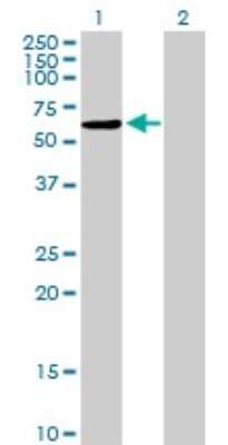 Western Blot: NAP1L2 Antibody [H00004674-B01P]