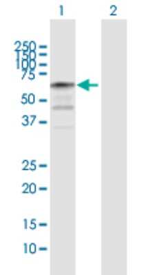 Western Blot: NAP1L2 Antibody [H00004674-D01P]