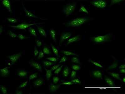 Immunocytochemistry/ Immunofluorescence: NAP1L3 Antibody [H00004675-D01P]