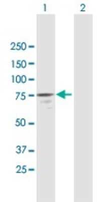 Western Blot: NAP1L3 Antibody [H00004675-B01P]