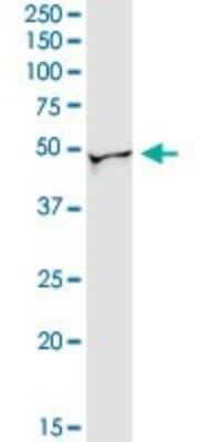 Western Blot: NAP1L3 Antibody [H00004675-D01P]