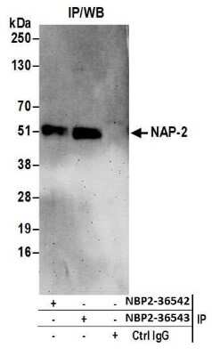 Immunoprecipitation: NAP1L4 Antibody [NBP2-36542]