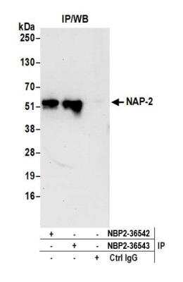 Immunoprecipitation: NAP1L4 Antibody [NBP2-36543]