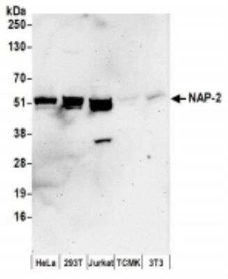 Western Blot: NAP1L4 Antibody [NBP2-36543]