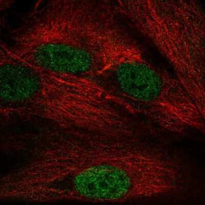 Immunocytochemistry/ Immunofluorescence: NAP1L5 Antibody [NBP2-55379]