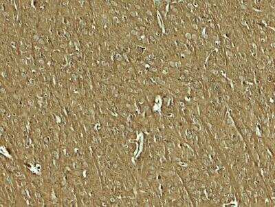 Immunohistochemistry: NAP1L5 Antibody - BSA Free [NBP2-81746]