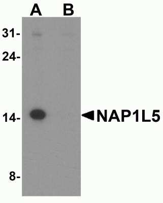 Western Blot: NAP1L5 AntibodyBSA Free [NBP2-81746]