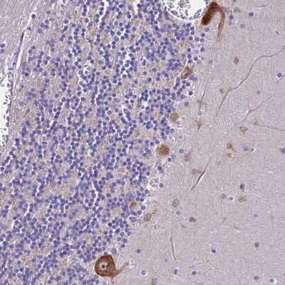 Immunohistochemistry-Paraffin: NAP1L6 Antibody [NBP1-93855]