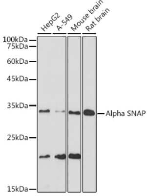 Western Blot: NAPA Antibody (7Z6F6) [NBP3-15691]