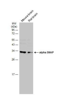 Western Blot: NAPA Antibody [NBP1-32493]