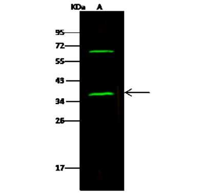 Western Blot: NAPA Antibody [NBP3-00366]