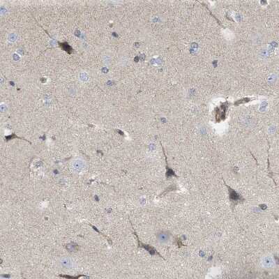 Immunohistochemistry-Paraffin: NAPE-PLD Antibody [NBP1-88248]