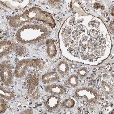 Immunohistochemistry-Paraffin: NAPE-PLD Antibody [NBP1-88248]