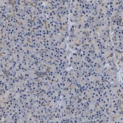 Immunohistochemistry-Paraffin: NAPE-PLD Antibody [NBP1-88248]