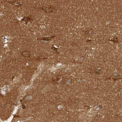 Immunohistochemistry-Paraffin: NAPG Antibody [NBP1-86101]