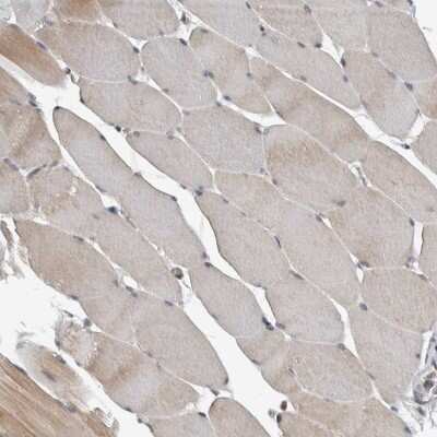 Immunohistochemistry-Paraffin: NAPG Antibody [NBP1-86101]