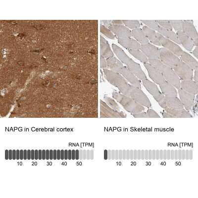 Immunohistochemistry-Paraffin: NAPG Antibody [NBP1-86101]