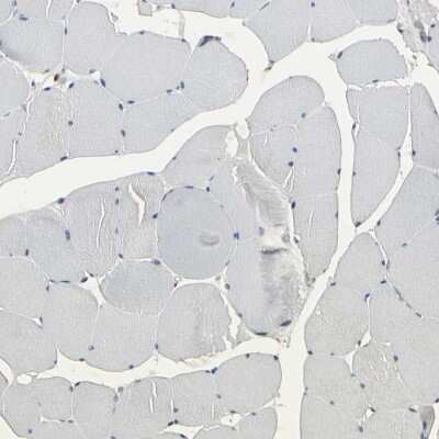 Immunohistochemistry-Paraffin: NAPG Antibody [NBP1-86491]