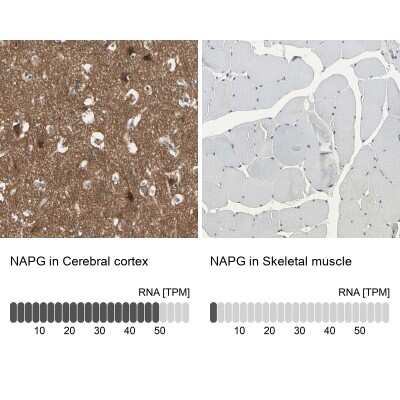 Immunohistochemistry-Paraffin: NAPG Antibody [NBP1-86491]