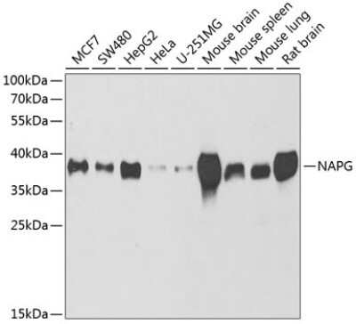 Western Blot: NAPG AntibodyBSA Free [NBP2-94015]