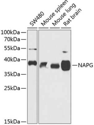 Western Blot: NAPG AntibodyBSA Free [NBP2-94808]