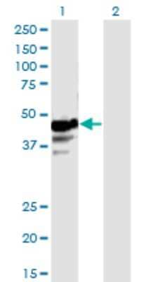 Western Blot: NAPRT1 Antibody (4A9) [H00093100-M01]