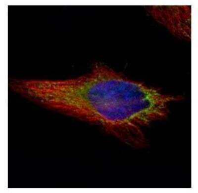 Immunocytochemistry/ Immunofluorescence: NAPRT1 Antibody [NBP2-19471]