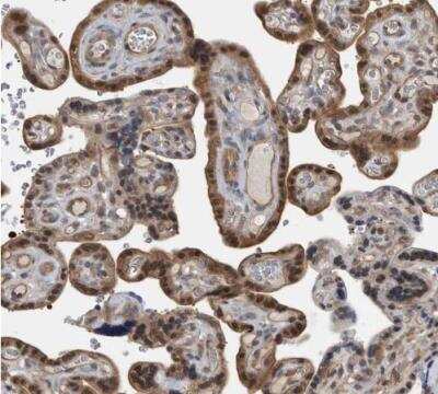 Immunohistochemistry-Paraffin: NAPRT1 Antibody [NBP1-87243]