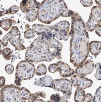 Immunohistochemistry-Paraffin: NAPRT1 Antibody [NBP1-87244]