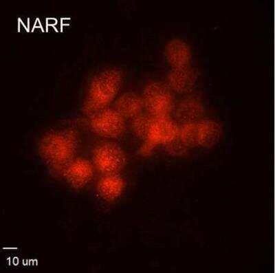 Immunocytochemistry/ Immunofluorescence: NARF Antibody [NBP2-55660]