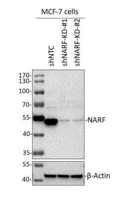 Knockdown Validated: NARF Antibody [NBP2-55660]