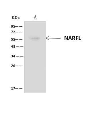 Immunoprecipitation: NARFL Antibody [NBP3-06258]