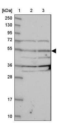 Western Blot: NARFL Antibody [NBP1-83611]