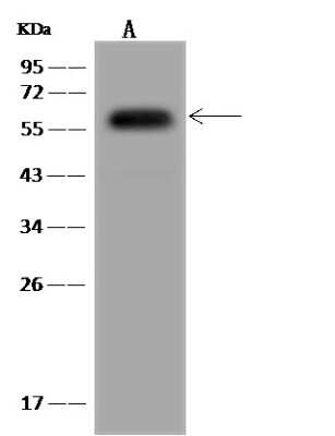 Western Blot: NARFL Antibody [NBP3-06258]