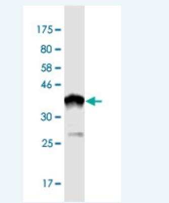 Western Blot: NARG1 Antibody (4A11) [H00080155-M01-100ug]