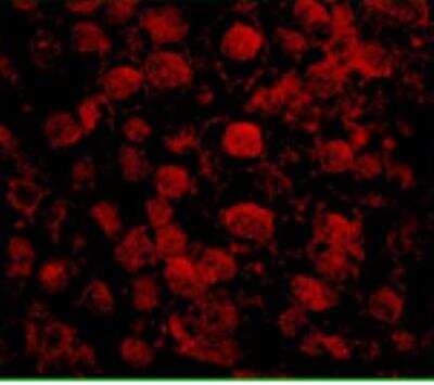 Immunocytochemistry/ Immunofluorescence: NARG1 Antibody [NBP1-21387]