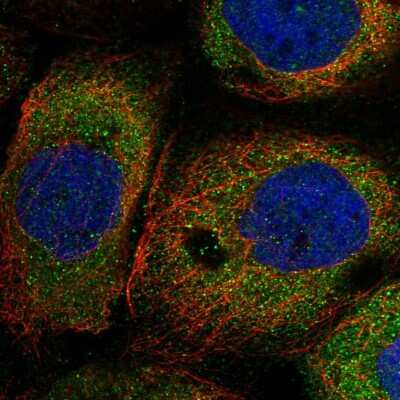 Immunocytochemistry/ Immunofluorescence: NARG1L Antibody [NBP1-92167]