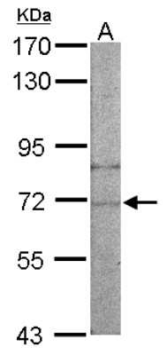 Western Blot: NARS Antibody [NBP1-31896]