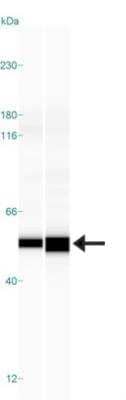 Simple Western: NARS2 Antibody [NBP1-82077]