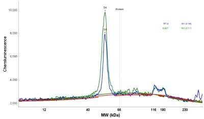 Simple Western: NARS2 Antibody [NBP1-82077]