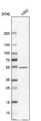 Western Blot: NARS2 Antibody [NBP1-82077]