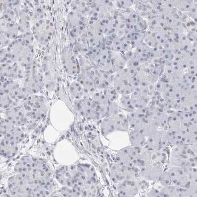 Immunohistochemistry-Paraffin: NASP Antibody [NBP2-33910]